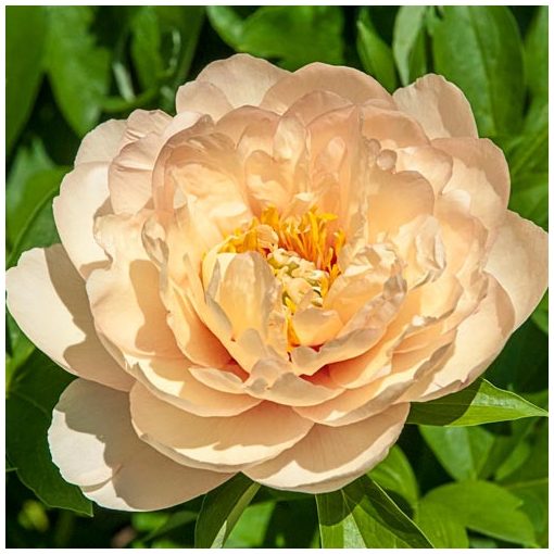 Paeonia Itoh Callies Memory (2/3) - Bazsarózsa