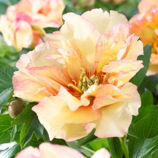 Paeonia itoh Canary Brilliants - Félfás bazsarózsa (2/3)