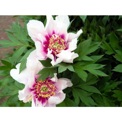 Paeonia itoh Cora Louise - Félfás bazsarózsa (2/3)