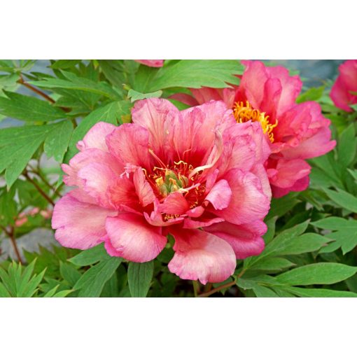 Paeonia itoh Hillary - Félfás bazsarózsa (2/3)