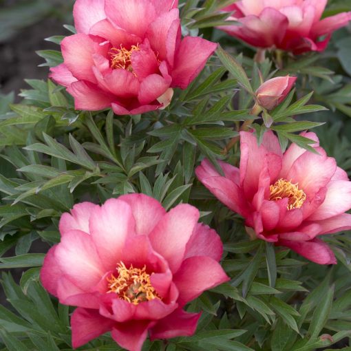 Paeonia itoh Julia Rose - Félfás bazsarózsa (2/3)