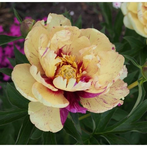 Paeonia itoh Lollipop - Félfás bazsarózsa (2/3)