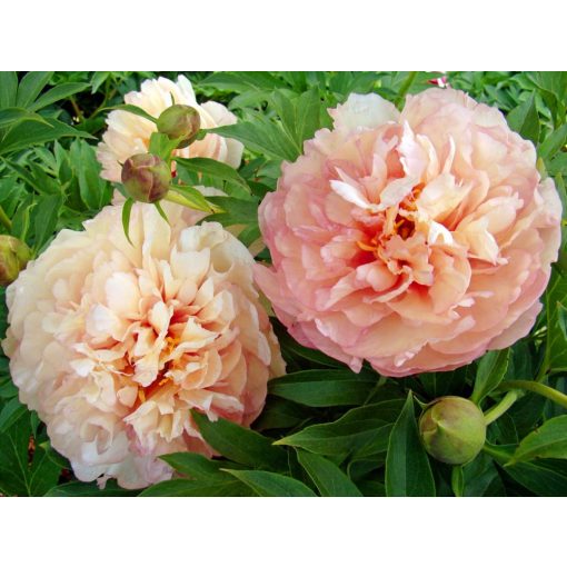 Paeonia itoh Scrumdiddlyumptious - Félfás bazsarózsa