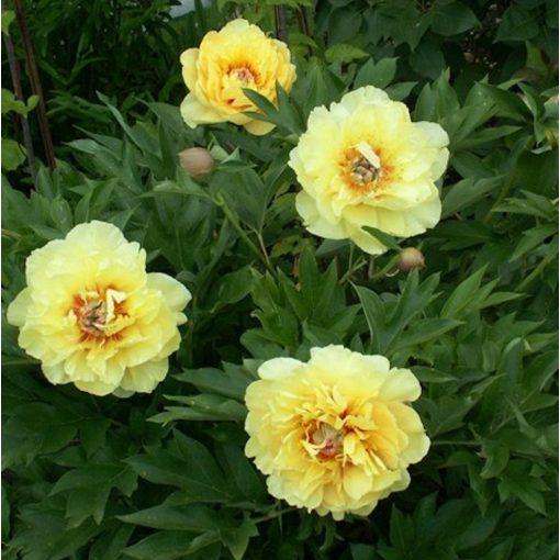 Paeonia itoh Yellow Crown - Félfás bazsarózsa (2/3)