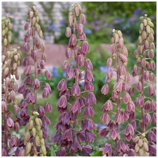 Fritillaria persica Minaret - Perzsa kockásliliom