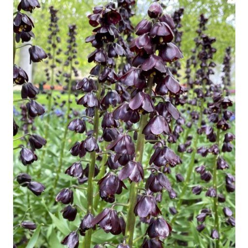 Fritillaria persica Purple Dynamite - Perzsa kockásliliom