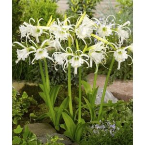 Hymenocallis festalis (16/+) - Pókliliom