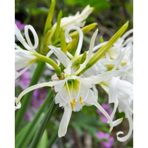 Hymenocallis festalis Zwanenburg (14/+) - Pókliliom