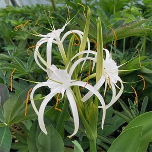 Hymenocallis harrisiana (14/+) - Pókliliom