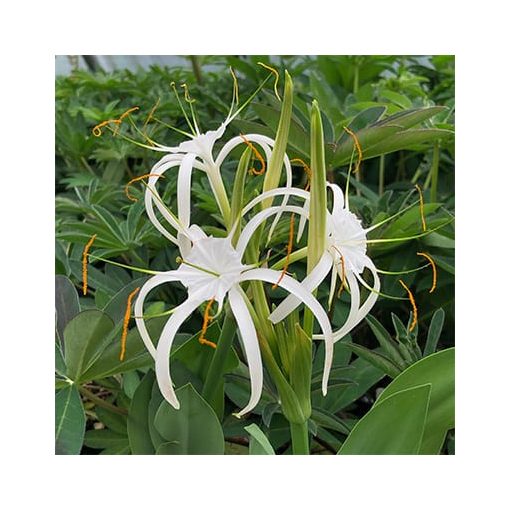 Hymenocallis harrisiana (14/+) - Pókliliom