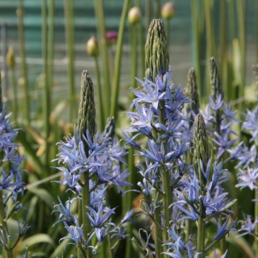 Camassia Blue Candle - Prérigyertya