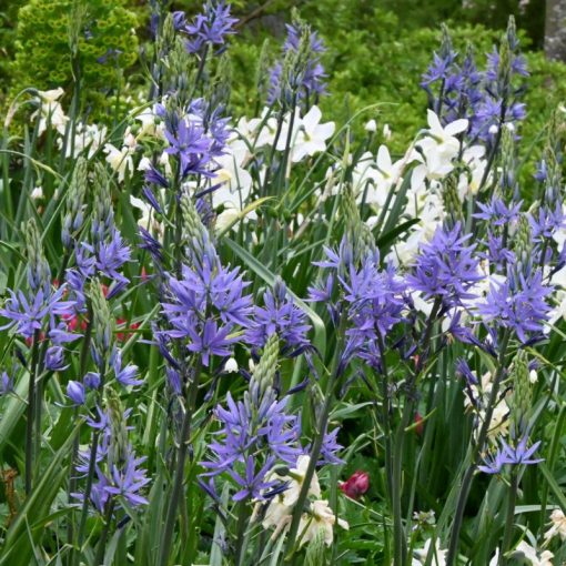 Camassia leichtlinii Caeruela - Prérigyertya