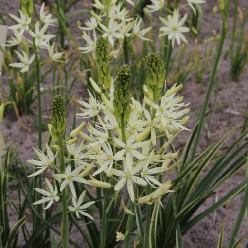 Camassia leichtlinii Sacajawea - Prérigyertya