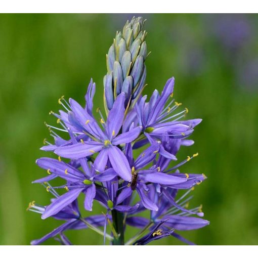 Camassia quamash Blue Melody - Prérigyertya