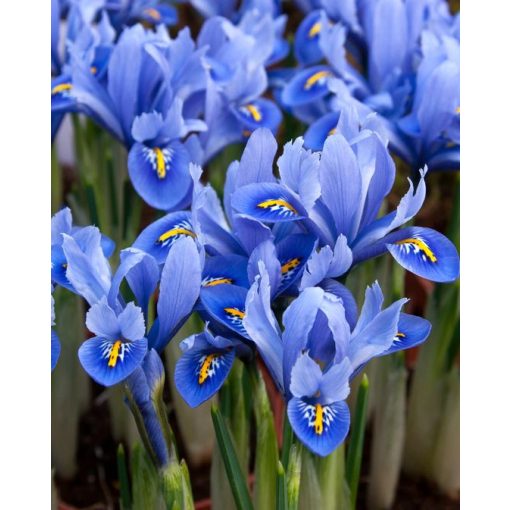 Iris reticulata Alida - Recéshagymájú írisz