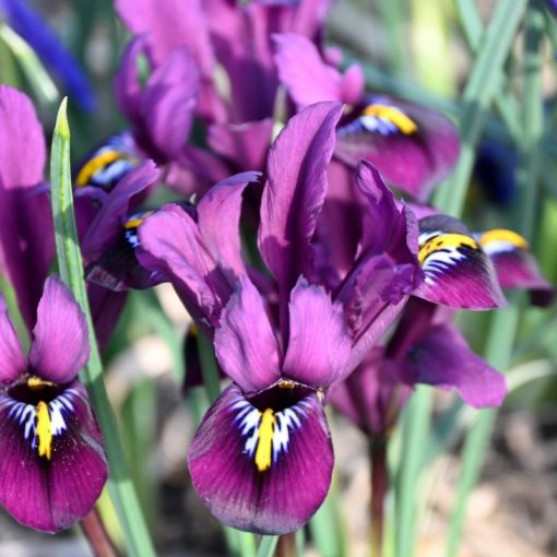 Iris reticulata Purple Hill - Recéshagymájú nőszirom