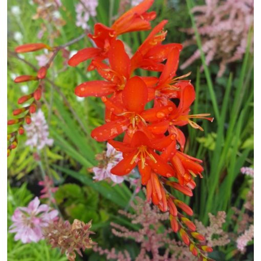 Crocosmia Mistral (8/+) - Sáfrányfű