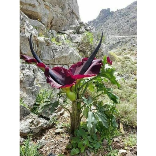 Dracunculus vulgaris (20/+) - Sárkánykontyvirág