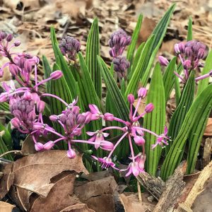 Scilla adlamii (syn. Ledebouria cooperi) (I.)