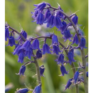 Hyacinthoides hispanica Bakkums Blue - Spanyol kékcsengő