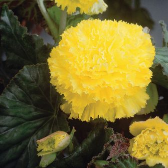 Fimbriata begonias