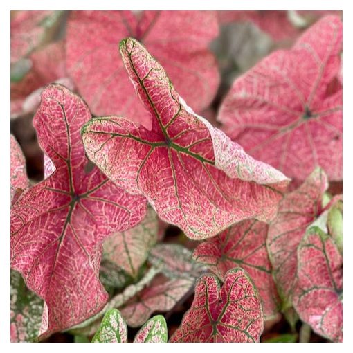 Caladium Festivia (I.) - Tarkalevél