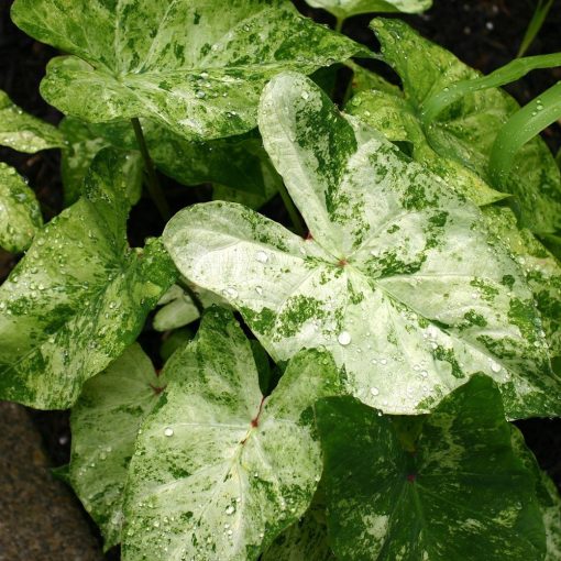 Caladium Frog in a Blender (I.) - Tarkalevél