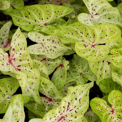 Caladium Miss Muffet (I.) - Tarkalevél