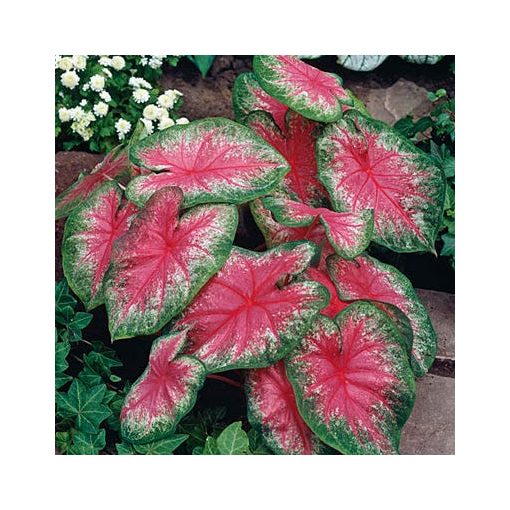 Caladium Rosebud (I.) - Tarkalevél