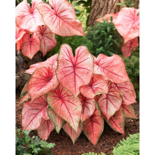 Caladium Spring Fling (I.) - Tarkalevél