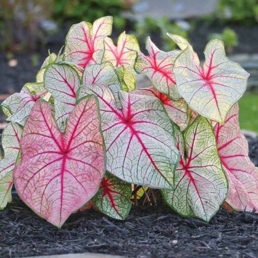 Caladium White Queen (I.) - Tarkalevél