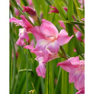 Gladiolus nanus Charm (10/+) - Törpe kardvirág