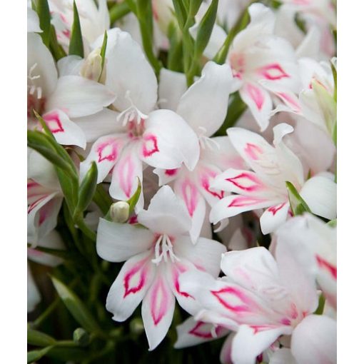 Gladiolus nanus Nymph (10/+) - Törpe kardvirág