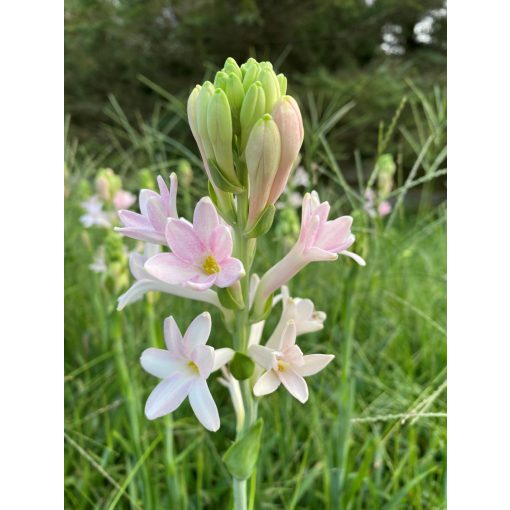 Polianthes tuberosa Sensation (10/12) - Tubarózsa