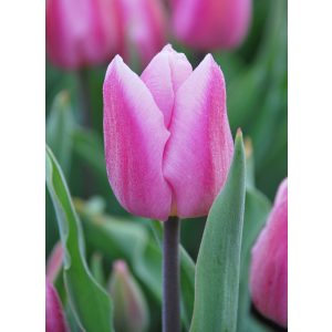 Tulipa Aafke - Tulipán