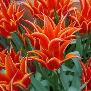 Tulipa Aladdin - Tulipán