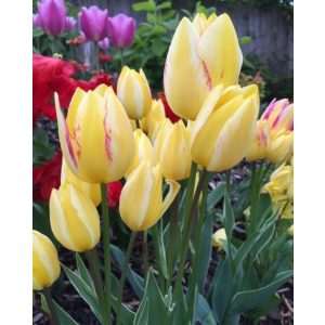 Tulipa Antoinette - Tulipán