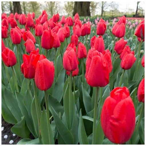 Tulipa Apeldoorn - Tulipán