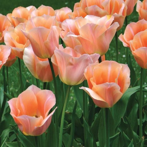 Tulipa Apricot Beauty - Tulipán