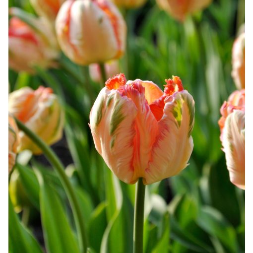 Tulipa Apricot Parrot - Tulipán