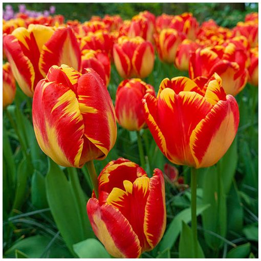 Tulipa Banja Luka - Tulipán