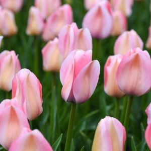 Tulipa Bella Blush - Tulipán