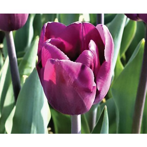 Tulipa Bullit - Tulipán