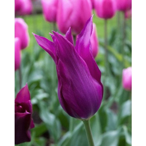 Tulipa Burgundy - Tulipán