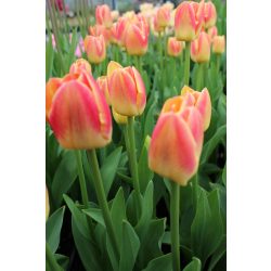 Flowerbulb order - Triumph tulips - Tulipa - Royal Garden