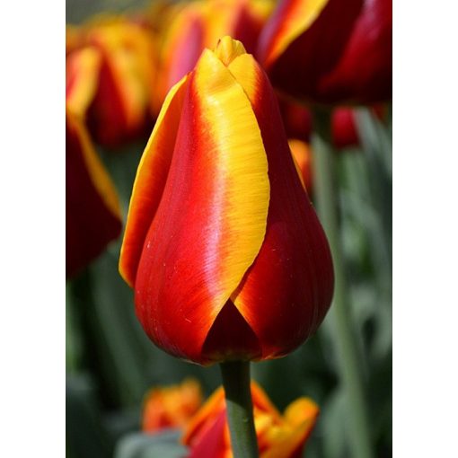 Tulipa Dow Jones - Tulipán