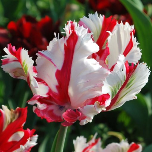 Tulipa Estella Rijnveld - Tulipán