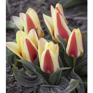 Tulipa Gluck - Tulipán