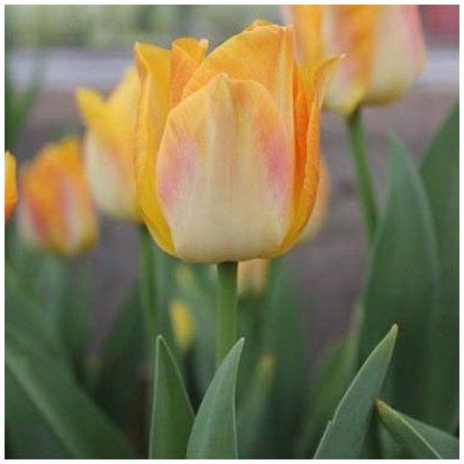 Tulipa Golden Dynasty - Tulipán