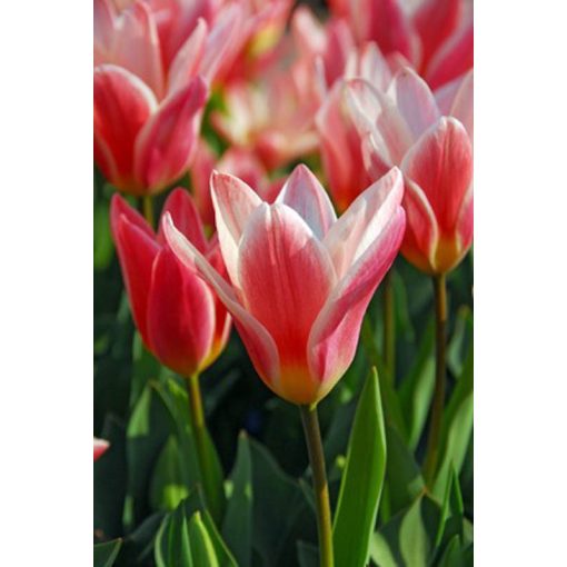 Tulipa Heart Delight - Tulipán